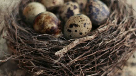 birdsnest