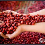 cape_cod_cranberries cape_cod_cranberries