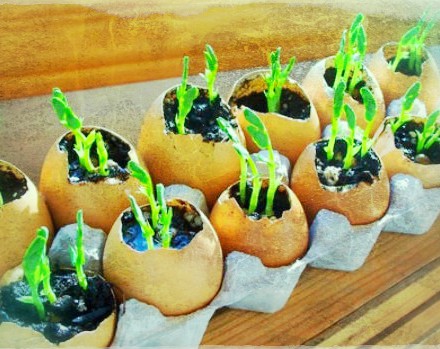 eggs and gardening fix eggs and gardening fix